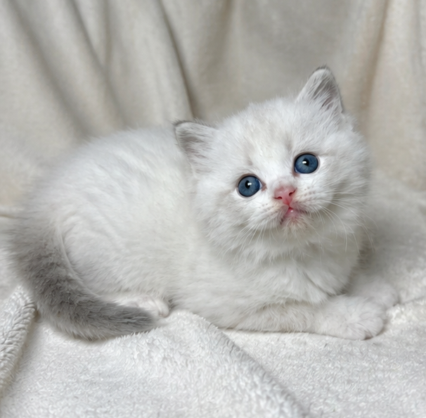 Charlie the kitten