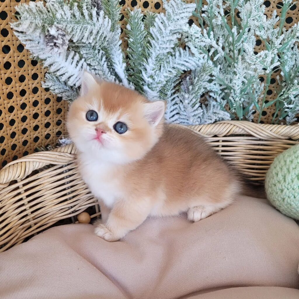 Bella the kitten