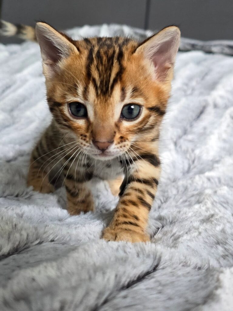 Max the kitten