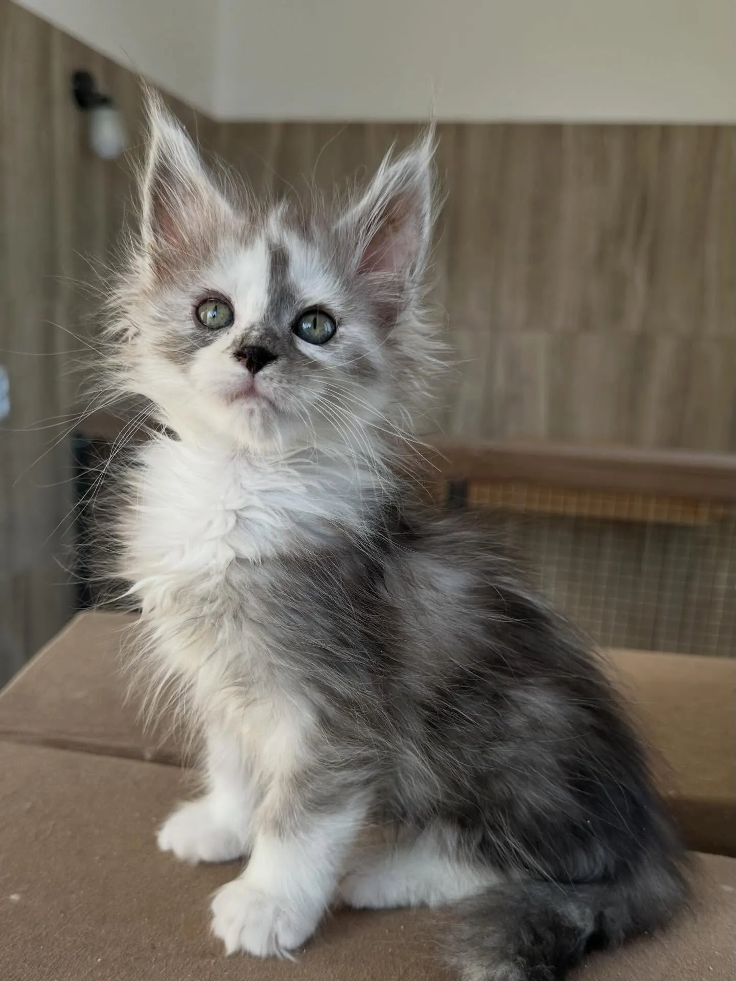 Luna the kitten