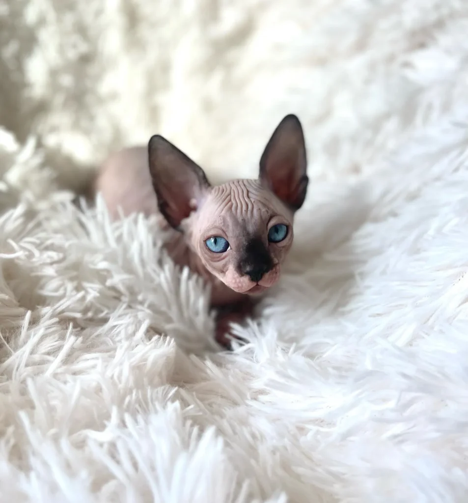 Oliver the kitten