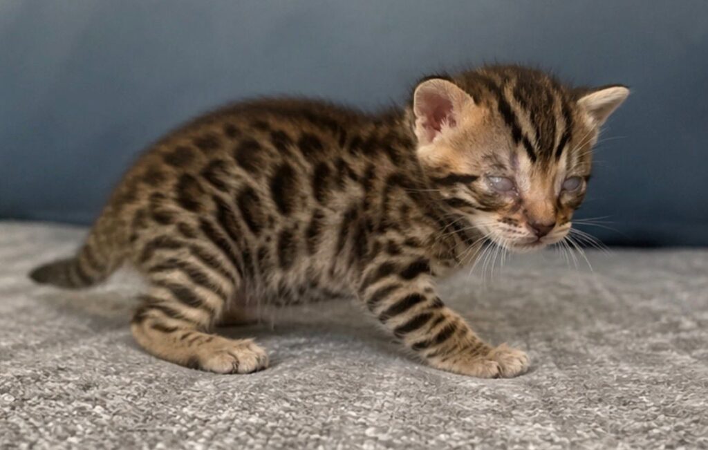 Mia the kitten
