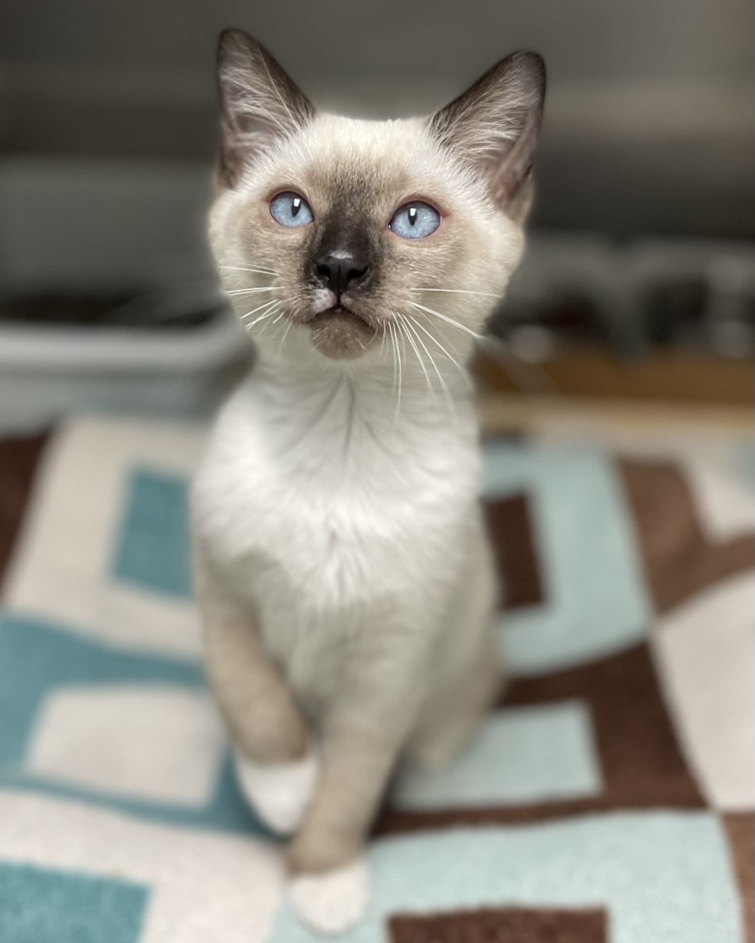Kitten in garden