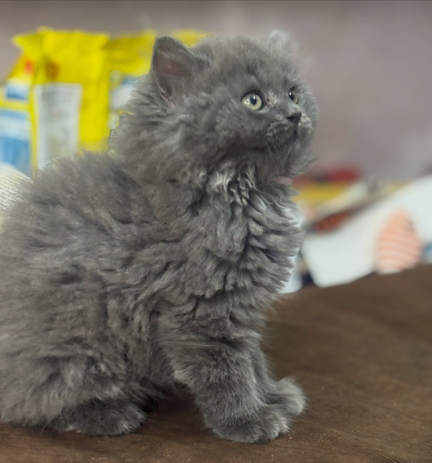Curious kitten